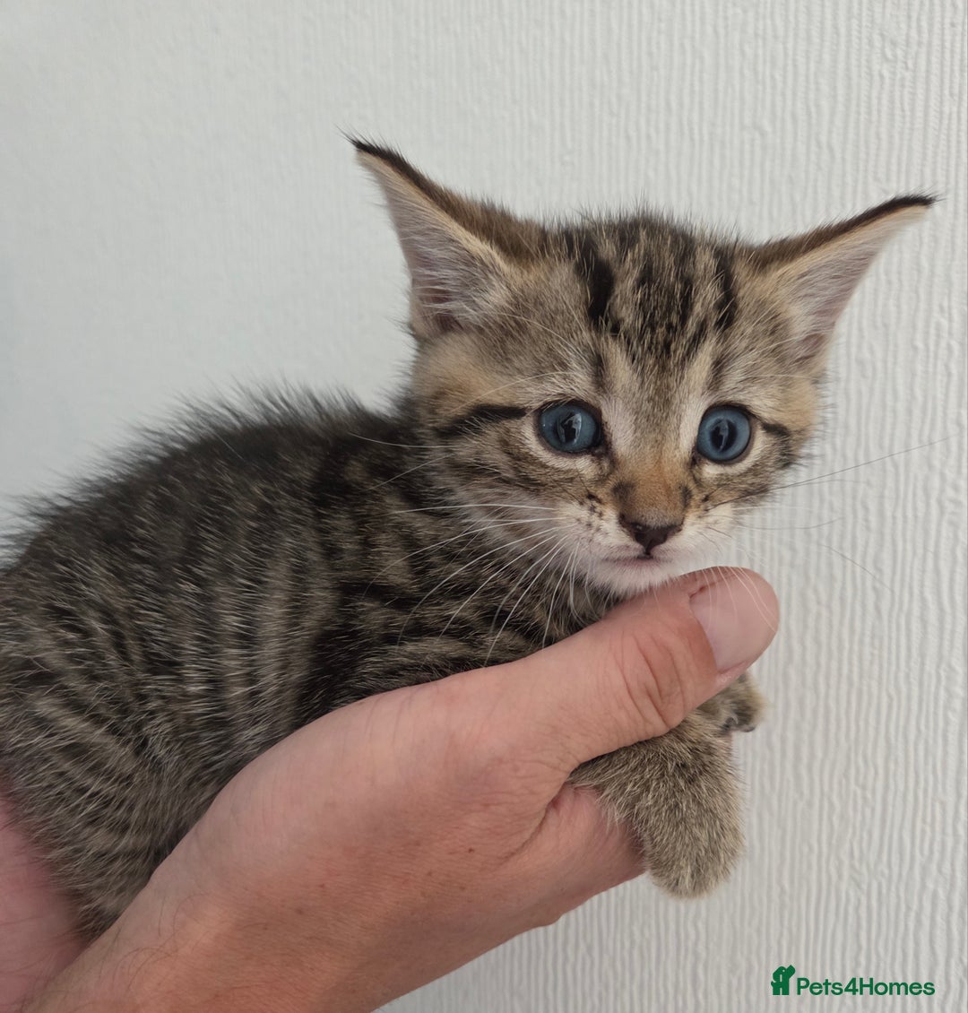 Mixed Breed cats for sale: Mix Bread Kittens - Image 9