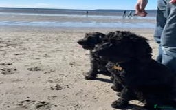 Sproodle dogs for sale: 1 Gorgeous F2 Sproodle Girl FULLY Vaccinated - Image 6
