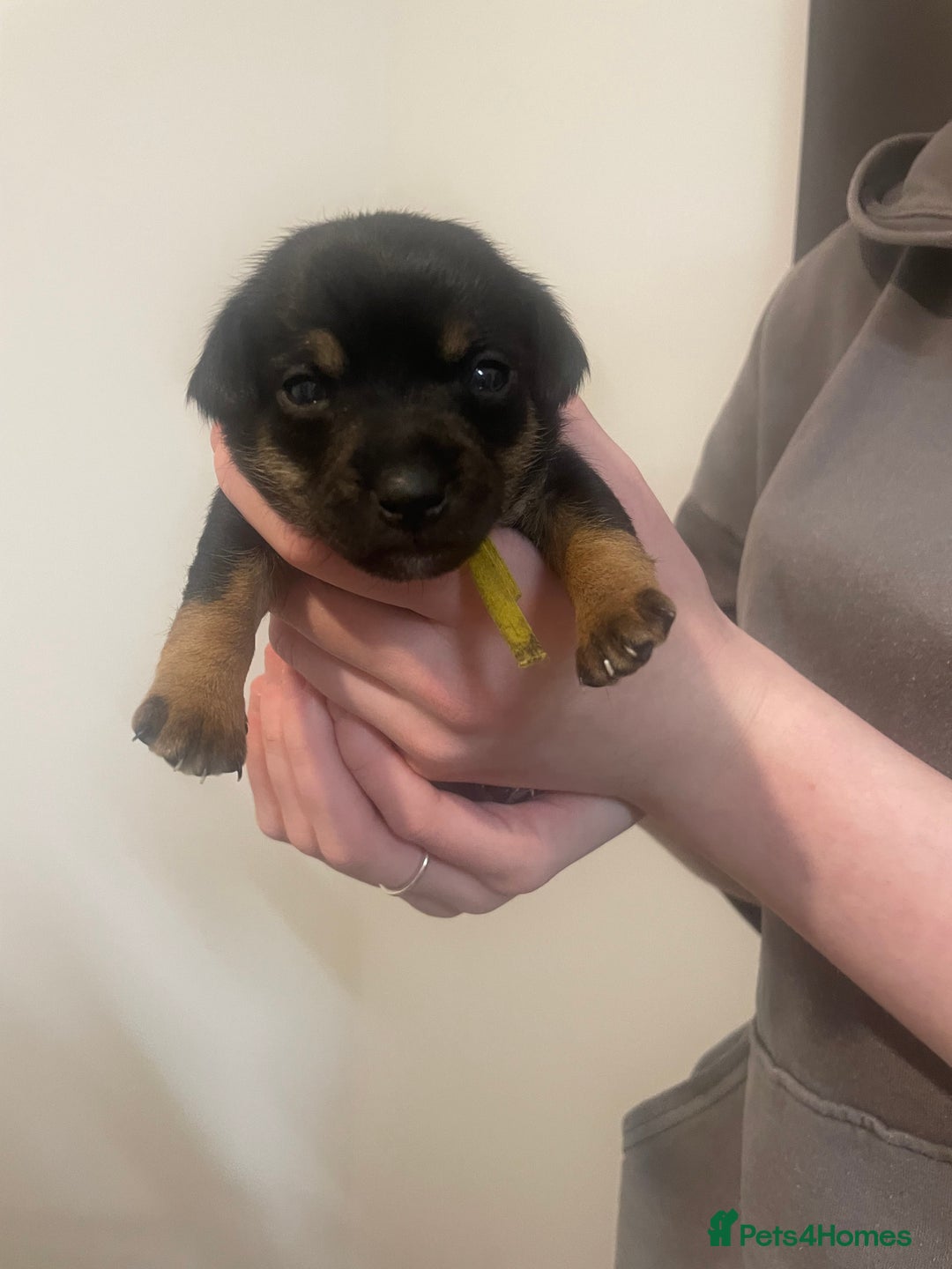 Jack Russell dogs for sale: Jack Russell Puppies - Advert 7