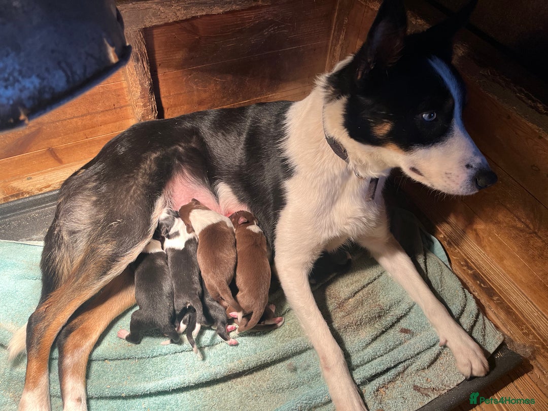 Border Collie dogs for sale: Border collie pups - Advert 5