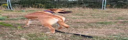 Mixed Breed dogs for adoption: Ree - Norwich Norfolk  - Advert 4