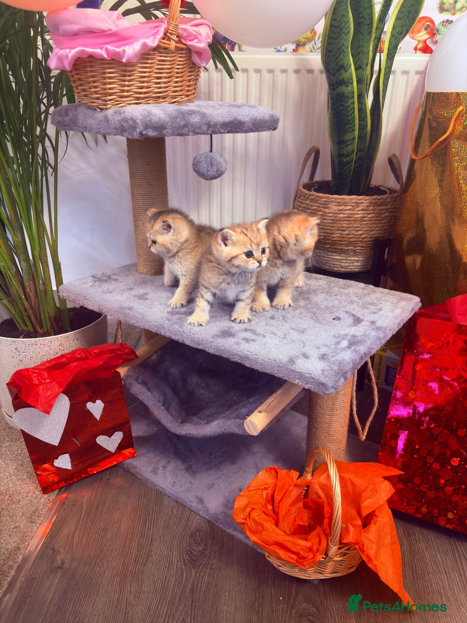 British Shorthair cats 🌟 Exceptional GCCF Register BSH Golden Kittens 🌟 - Advert 2