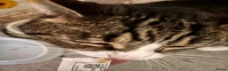 Domestic Shorthair cats for sale: 2 cute kitties need rehoming ASAP!! (FREE) in London - Advert 10