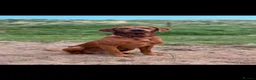 Labrador Retriever dogs for sale: Labrador Puppies - Advert 5