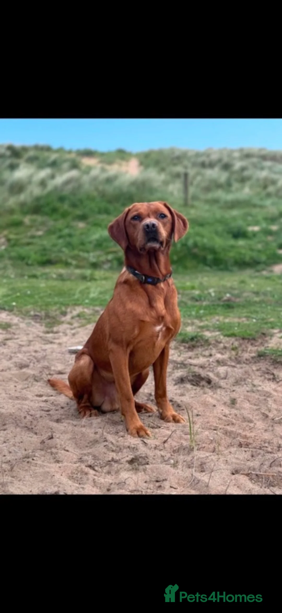 Labrador Retriever dogs for sale: Labrador Puppies - Advert 5