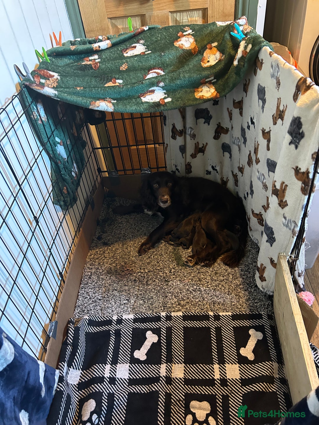 Cocker Spaniel dogs for sale: English Working Cocker Spaniel - Advert 7