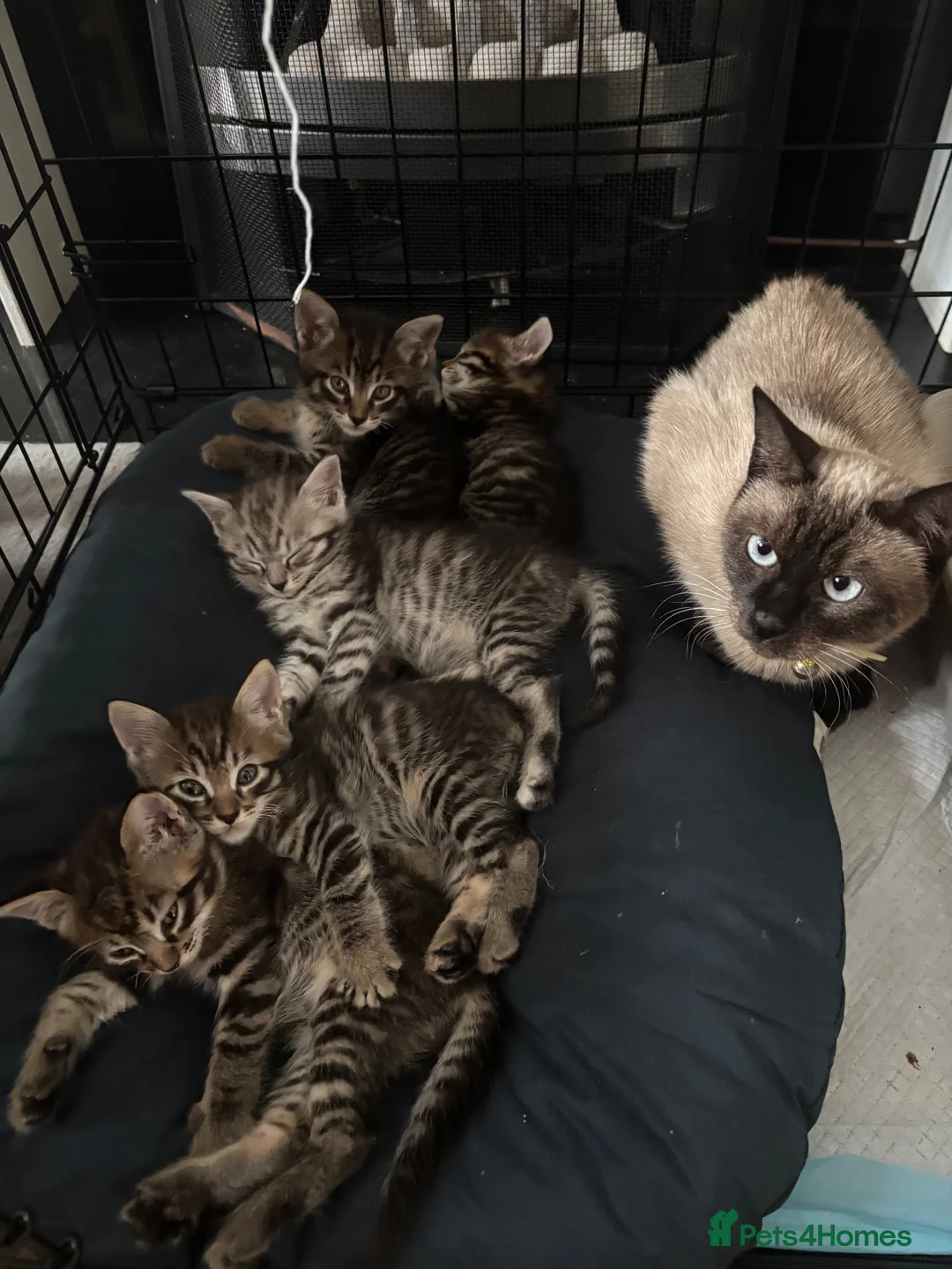 Mixed Breed cats for sale: 😻Stunning Siamese × Maine Coon Kittens in Greenford - Advert 1