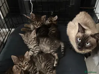 Mixed Breed cats 😻Stunning Siamese × Maine Coon Kittens - Advert 1