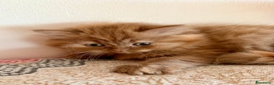 British Longhair Kitten 4