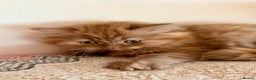 British Longhair cats for sale: British Longhair girls TICA registered  - Advert 24