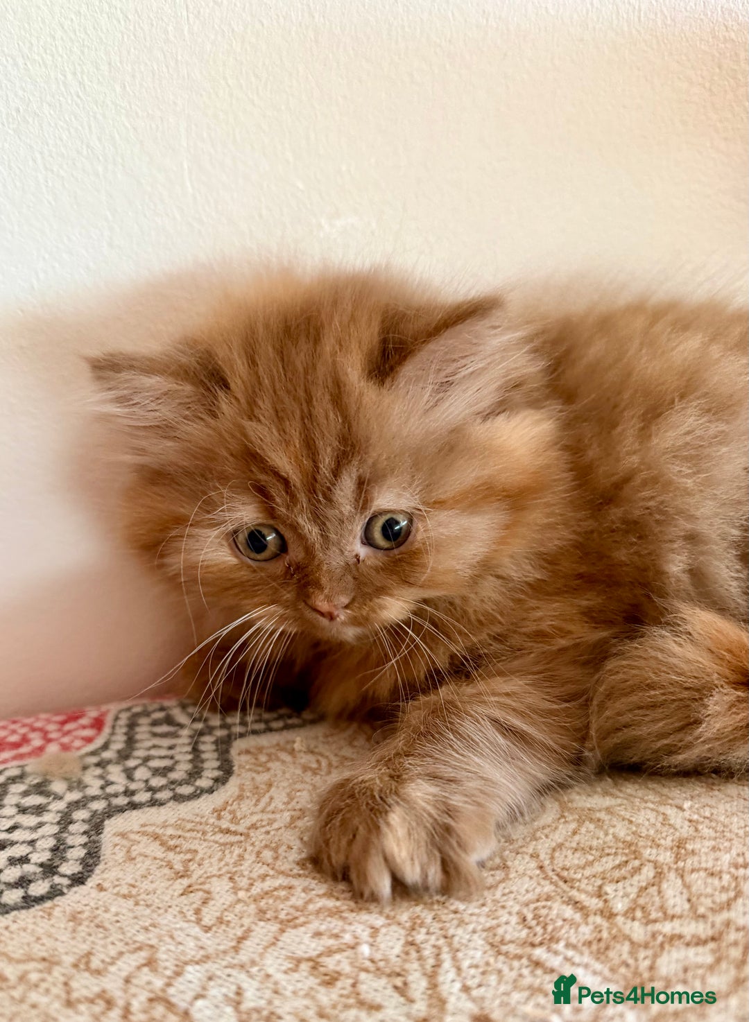 British Longhair cats for sale: British Longhair girls TICA registered  - Advert 24