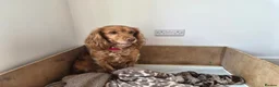 Cockapoo dogs for sale: Cockapoo pups - Advert 2