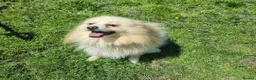 Pomeranian dogs for sale: Pomeranian puppies in Houghton le Spring - Advert 6