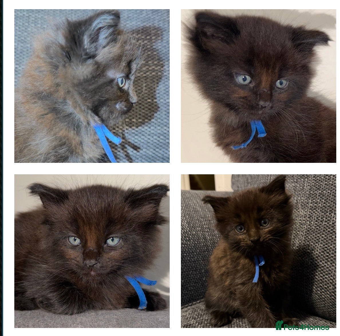 Ragcoon cats Ragcoon - Advert 5