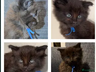 Ragcoon cats Ragcoon - Advert 5