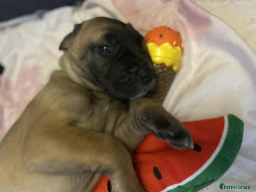 Great Dane dogs for sale: Fawn black mask - Image 2