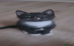 British Shorthair cats for sale: Lovely 1 black and 2 black & white kitten - Image 9