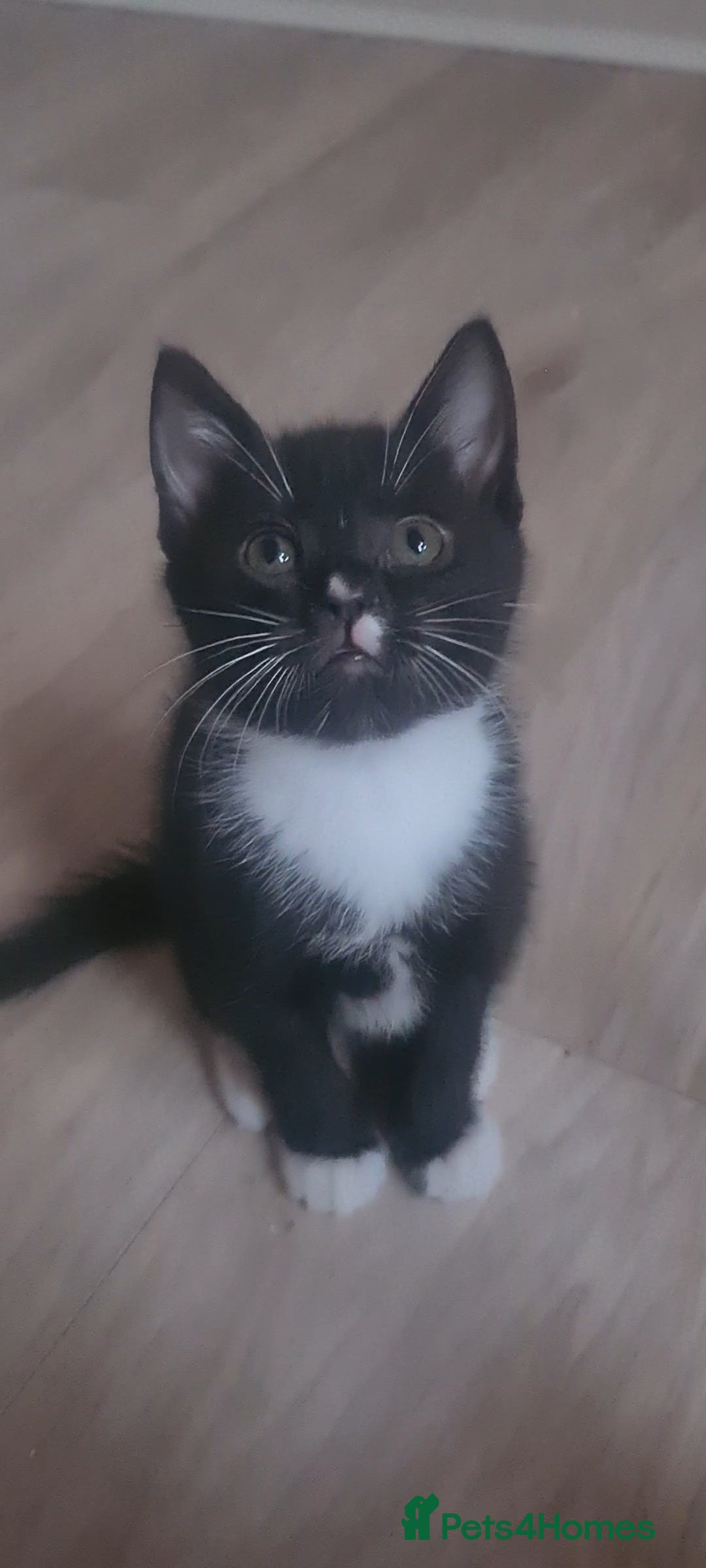 British Shorthair cats for sale: Lovely 1 black and 2 black & white kitten - Image 9