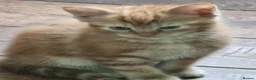 Domestic Shorthair cats for sale: Playful ginger boy,  - Advert 11