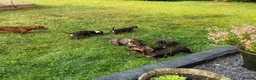 Miniature Dachshund dogs for sale: Miniature Dachshund  - Advert 3