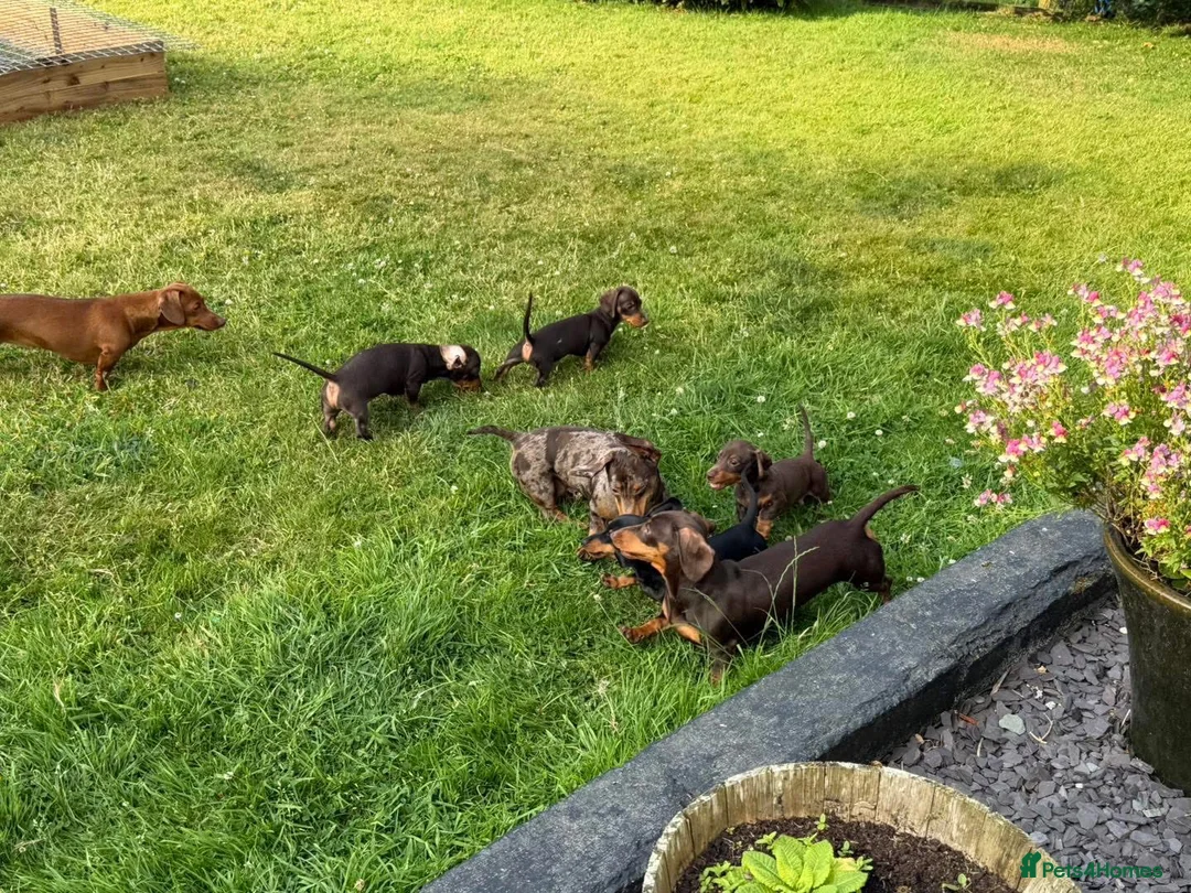 Miniature Dachshund dogs for sale: Miniature Dachshund  - Advert 3