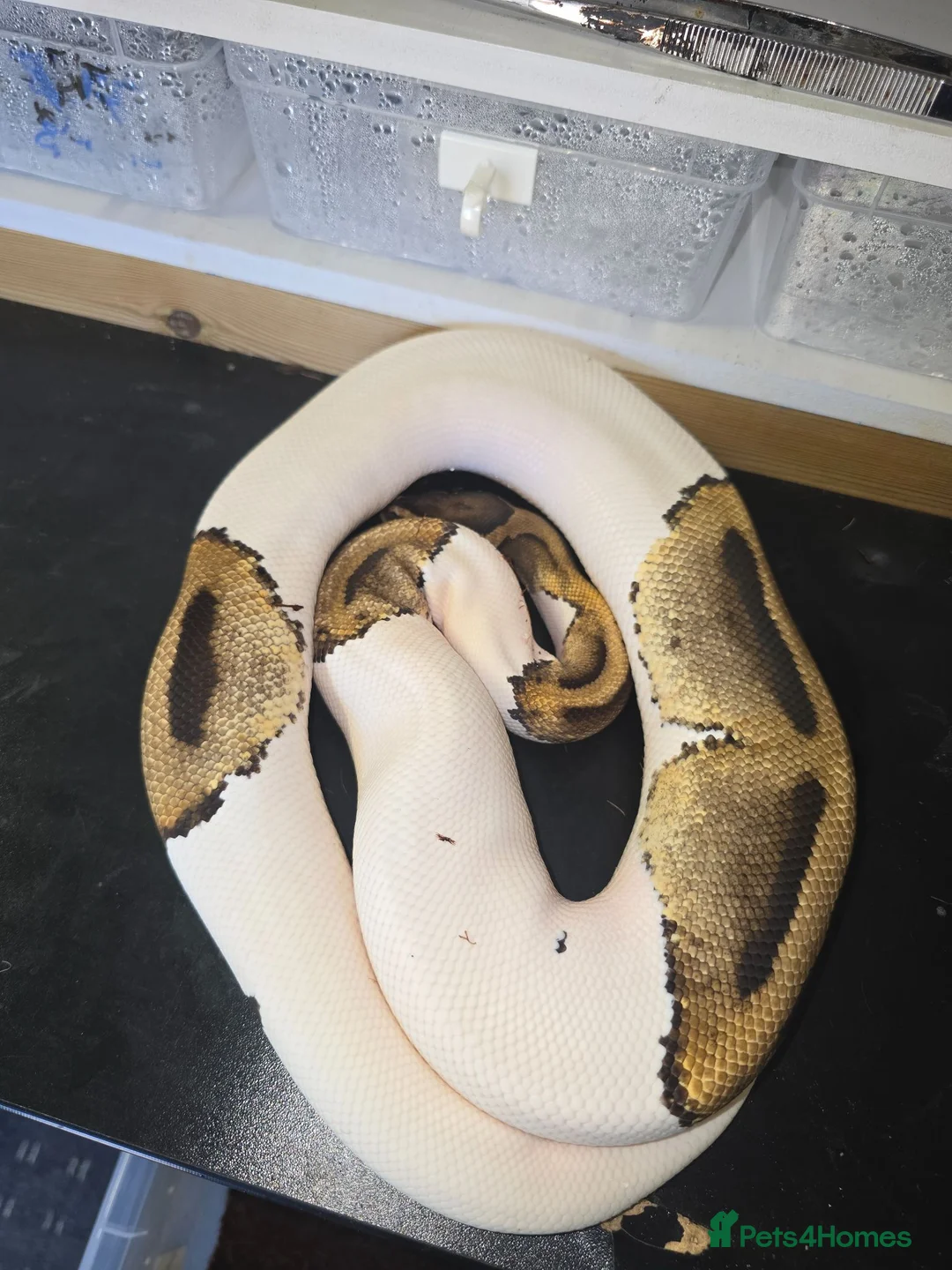 Python Snake reptiles for sale: Royal python/ corn snake / hatchling / adults  in Elland - Advert 1