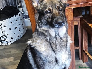 Mixed Breed dogs Needs removing due to no fault of hers pls read - Advert 1