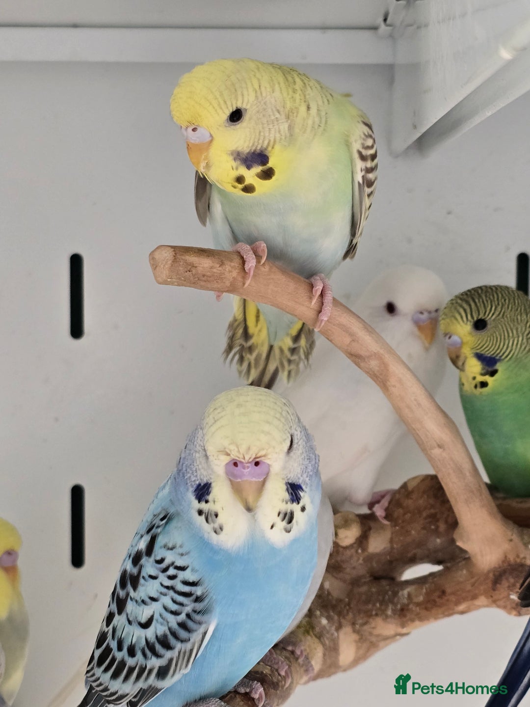 Budgerigars birds for sale: Gorgeous Baby Budgies ready now!!! - Image 2