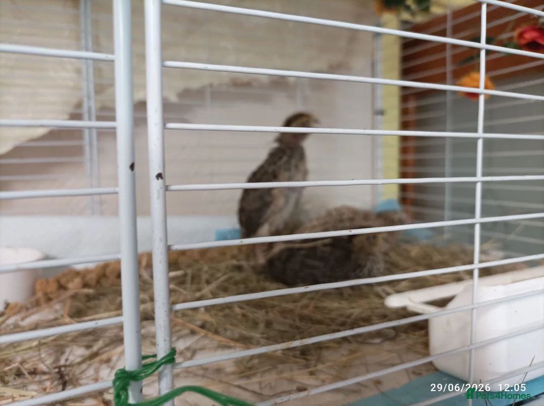 Quail poultry for sale: Coturnix Quail trio and group - Advert 10