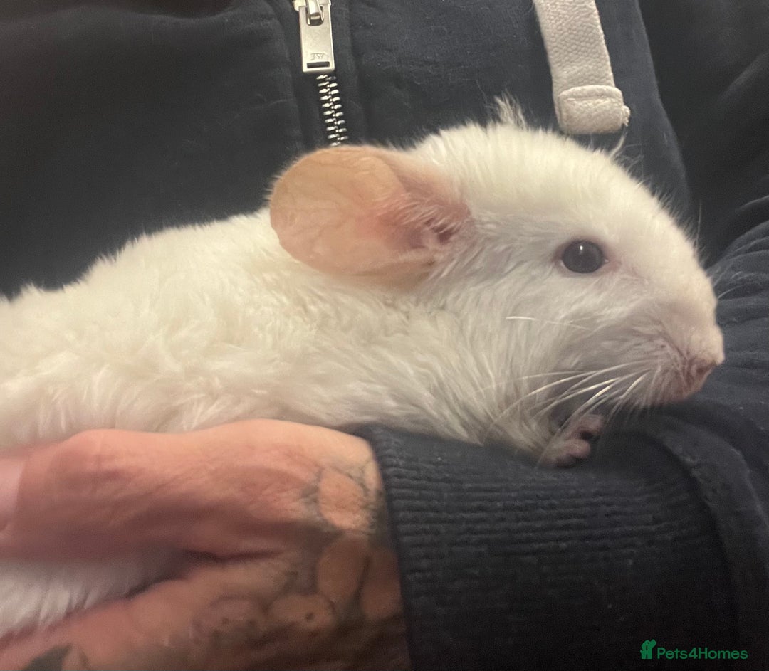 Chinchilla rodents for sale: Chinchilla kits (Dorset) - Image 3