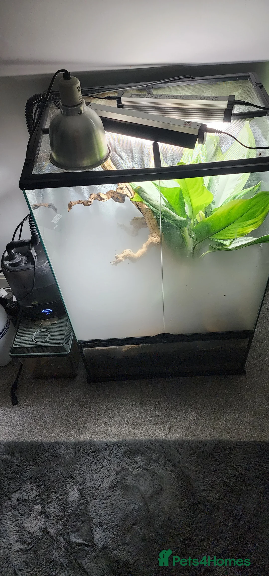 Frog reptiles for sale: Dart frogs - Advert 2