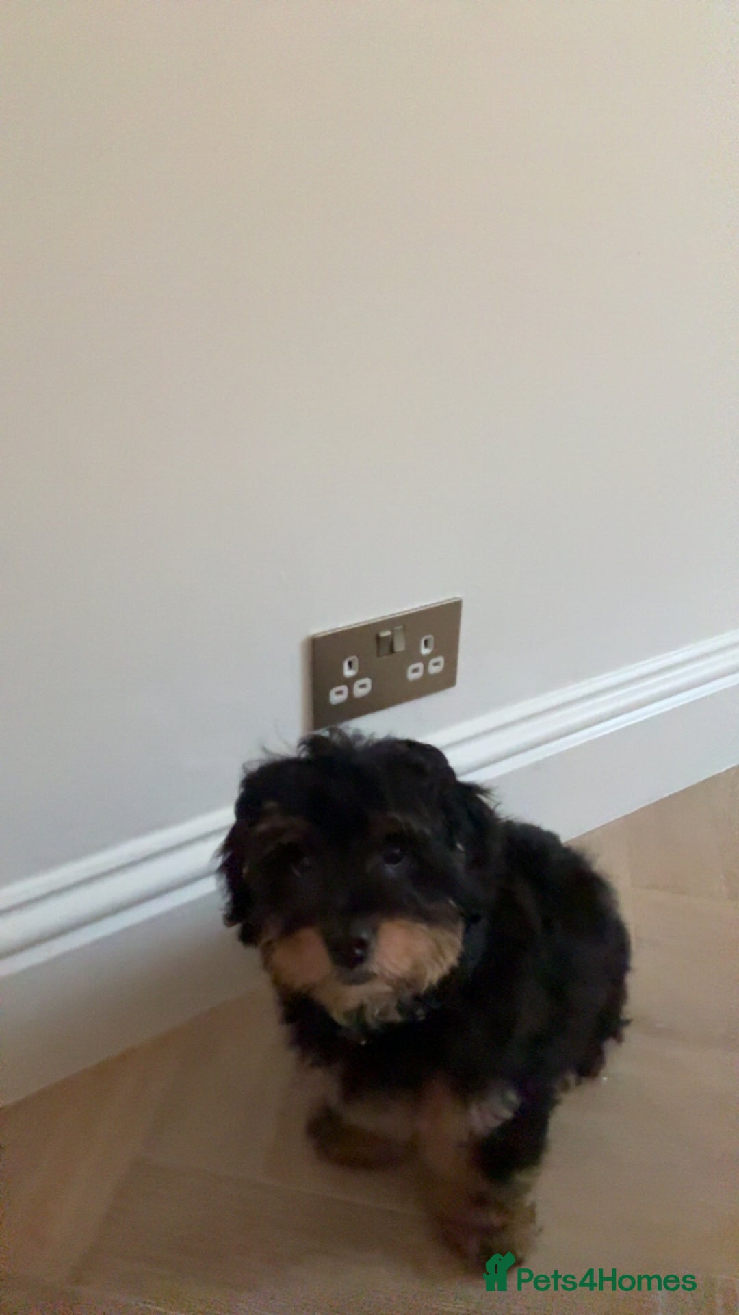 Shihpoo dogs for sale: Chilli The Shihpoo  - Advert 10
