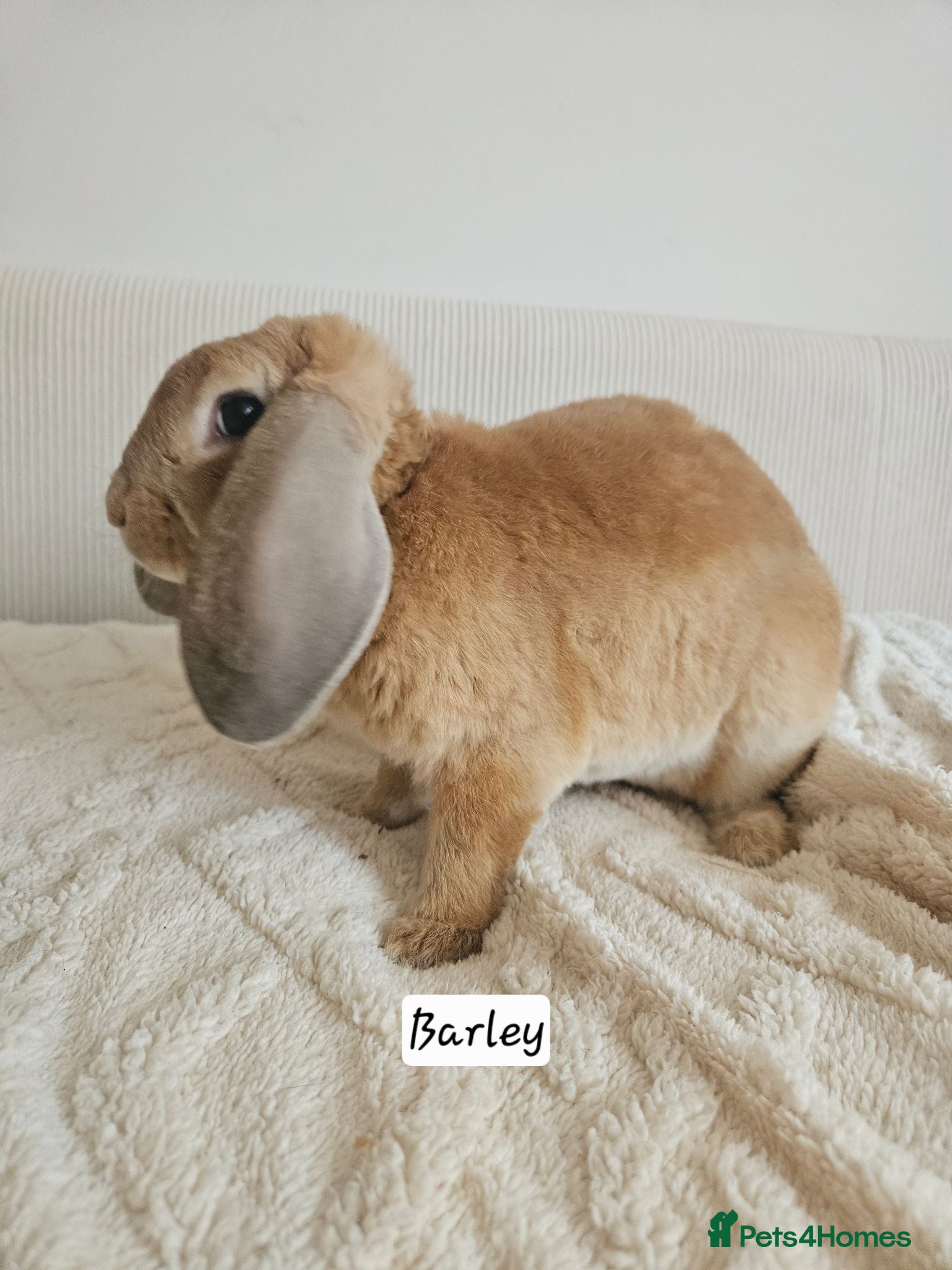 Mini Lop rabbits Show litter Purebred mini plush lop buck - Advert 1