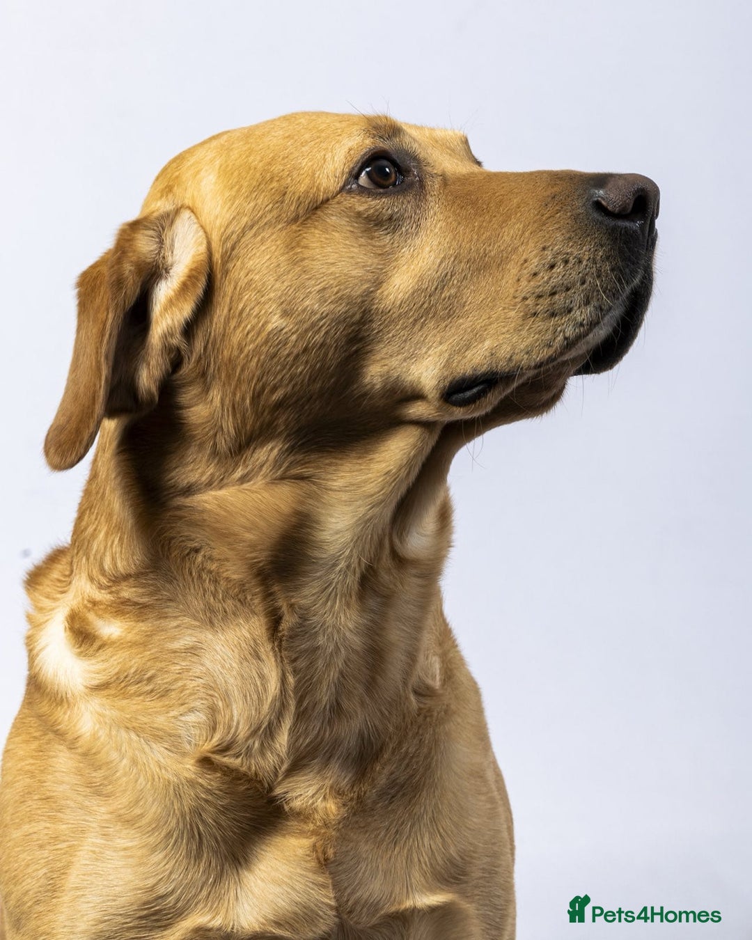 Labrador Retriever dogs for stud: Family Labrador to Stud - Advert 3