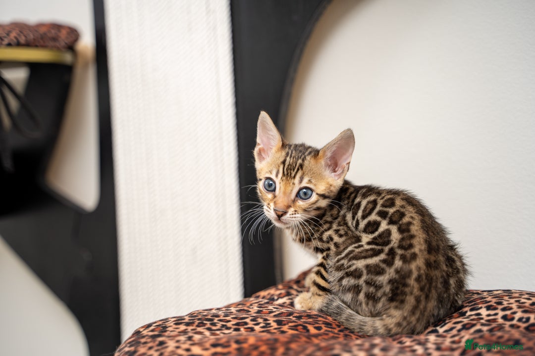 Bengal cats for sale: TICA-Certified Bengal Kittens, Show Quality - Image 37