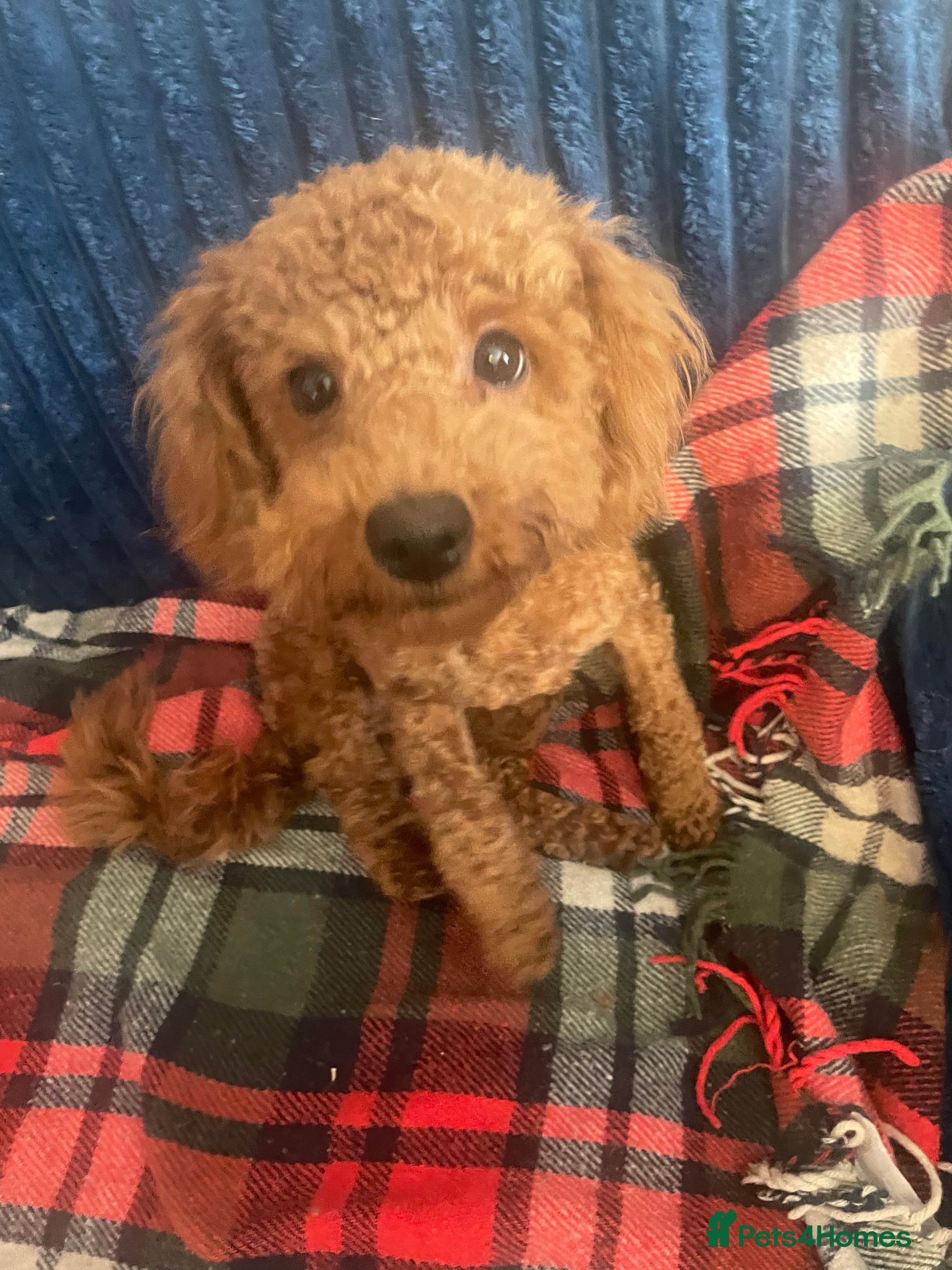 Toy Poodle dogs 🧸Stunning kc red tiny toy poodles mini bears 🧸  - Advert 7