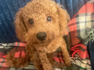 Toy Poodle dogs 🧸Stunning kc red tiny toy poodles mini bears 🧸 - Advert 7