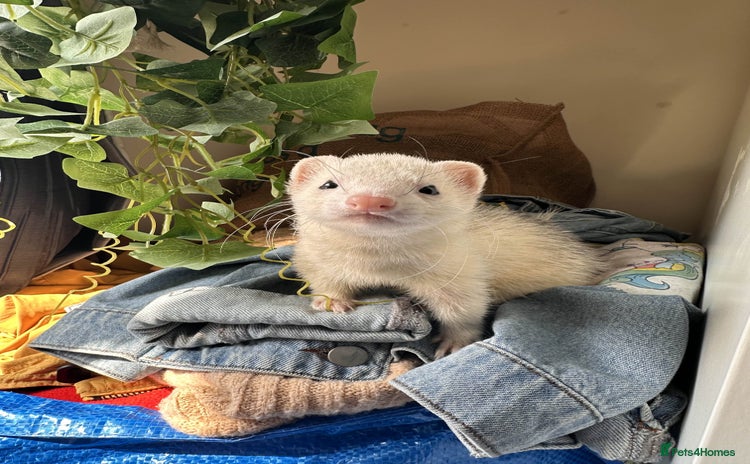 Ferret rodents - Advert 1