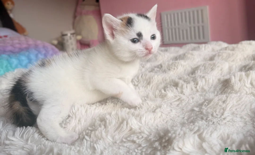 Mixed Breed cats for sale:  Stunning Litter – Calico Girls & Ginger Boy ( in Dewsbury - Advert 2