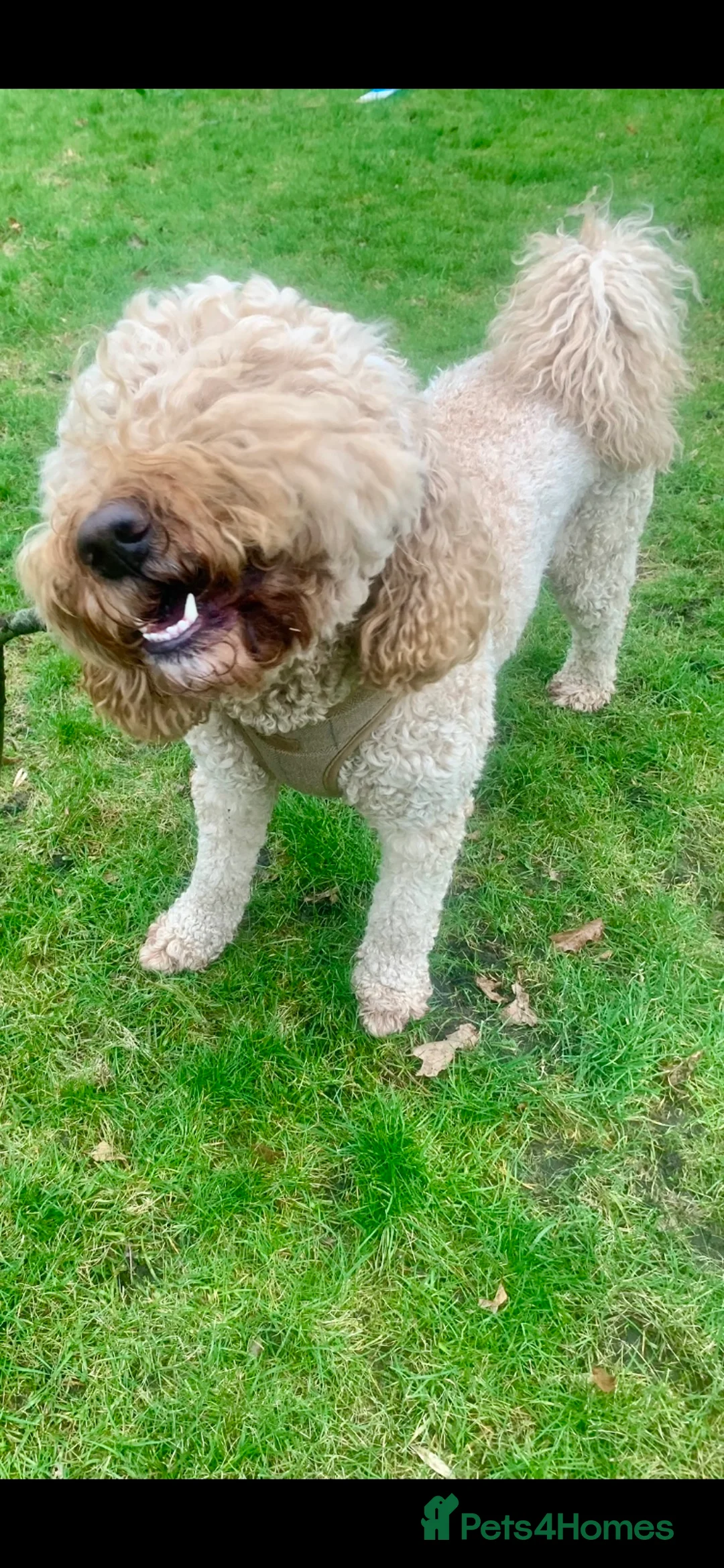 Labradoodle dogs for stud: Mini Doodle stud extensively DNA checked in Warrington - Advert 23