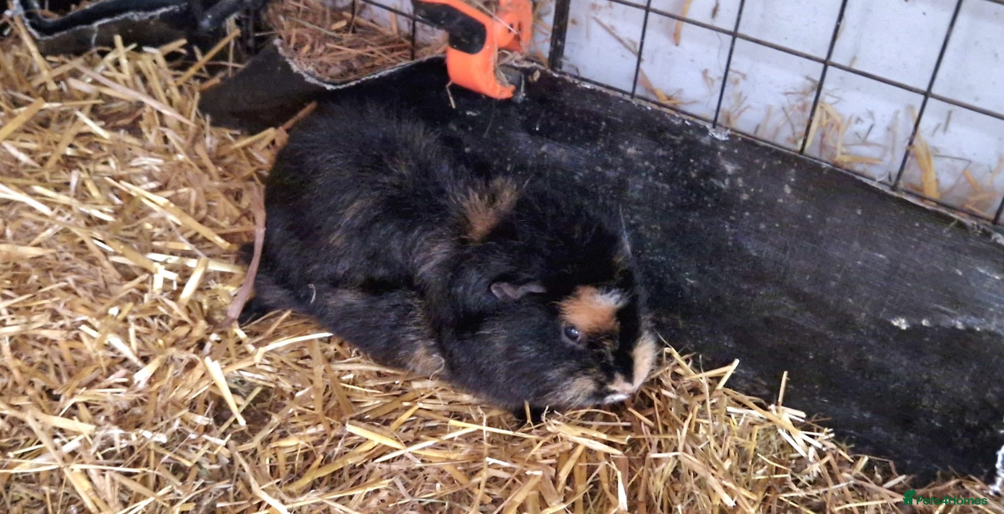 Guinea Pig rodents 4 Guinea pigs  - Advert 8