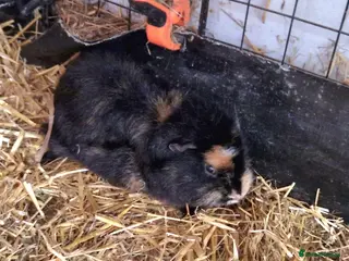 Guinea Pig rodents 4 Guinea pigs - Advert 8