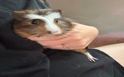 Guinea Pig rodents for sale: 3 bonded males 5 weeks old  - Image 11