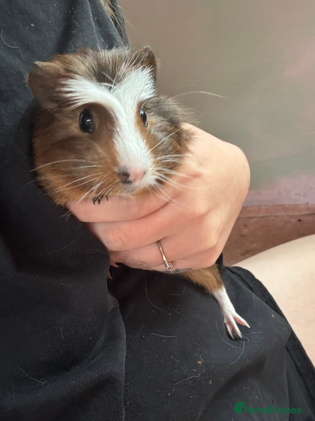 Guinea Pig rodents for sale: 3 bonded males 5 weeks old  - Image 11