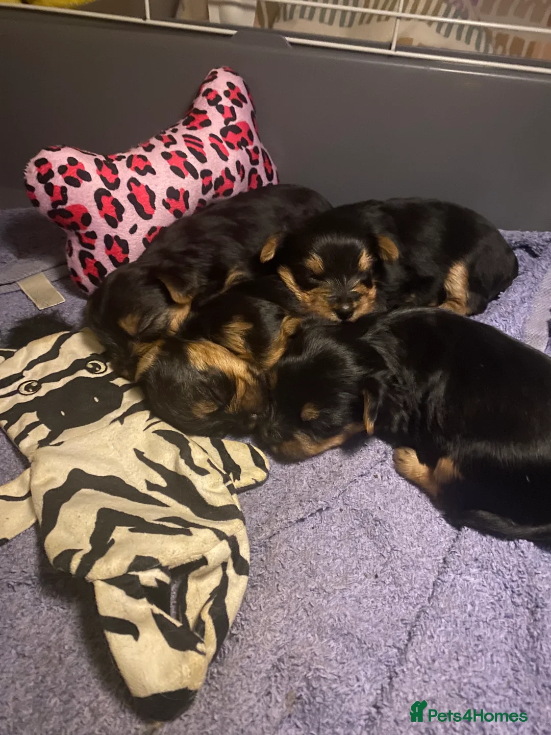 Yorkshire Terrier dogs for sale: 4 Stunning Minature Yorkshire terriers for sale  - Advert 15