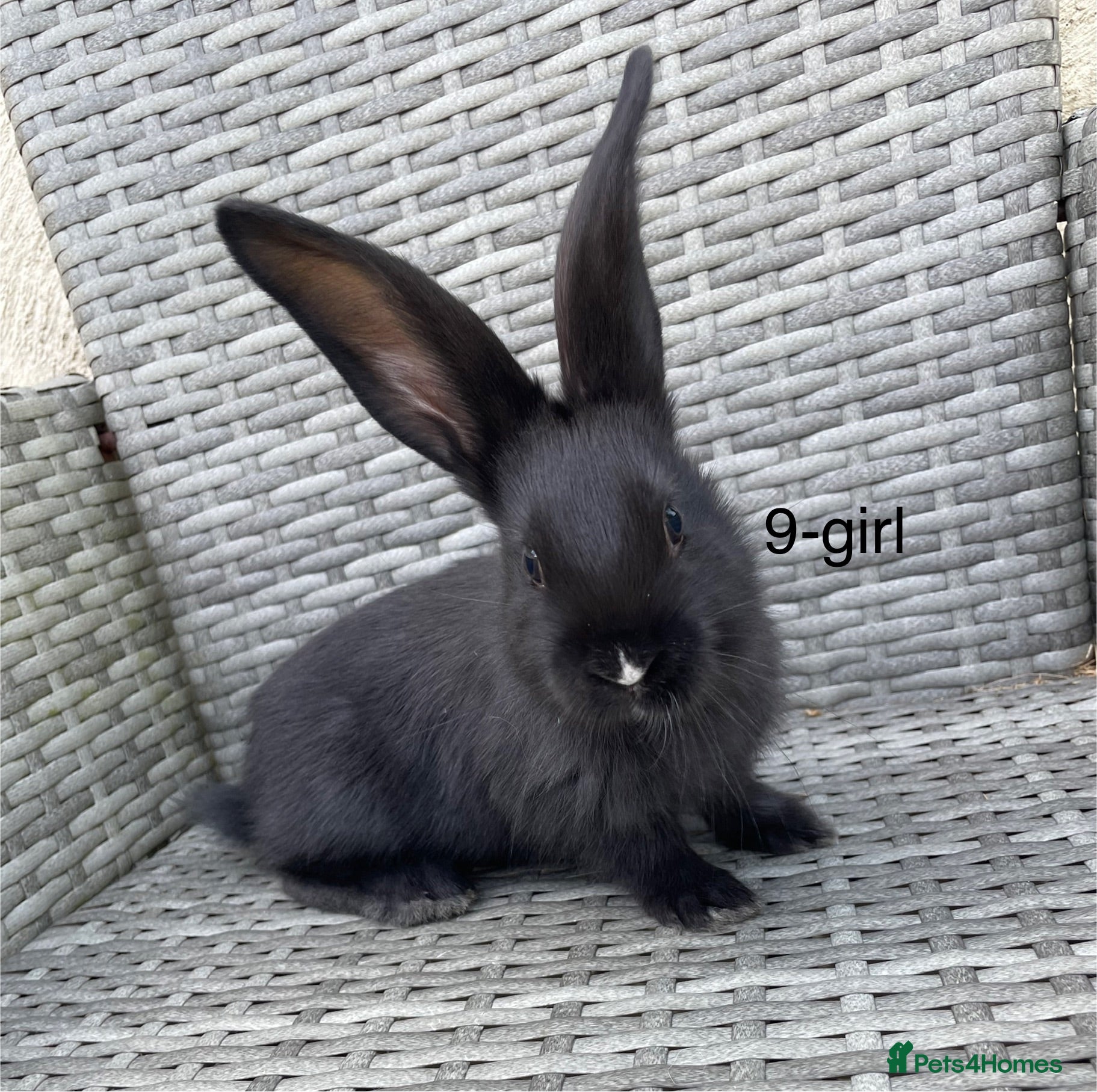 Continental Giant rabbits 💖 6 week old continental giants💖 - Advert 7