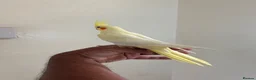 Cockatiels birds for sale: Beautiful young  friendly cockatiels  - Advert 1