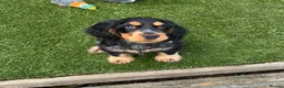 Cocker Spaniel dogs for sale: Show cocker spaniel  - Advert 2