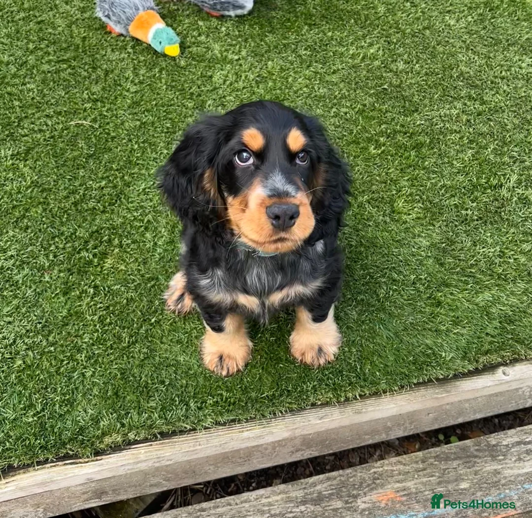 Cocker Spaniel dogs for sale: Show cocker spaniel  - Advert 2