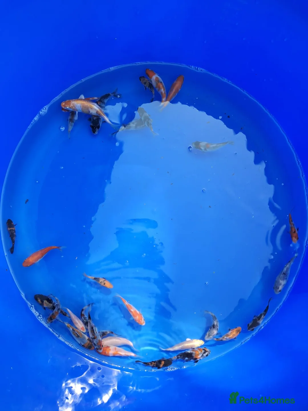 Koi Carp fish for sale: Koi for sale - Advert 1